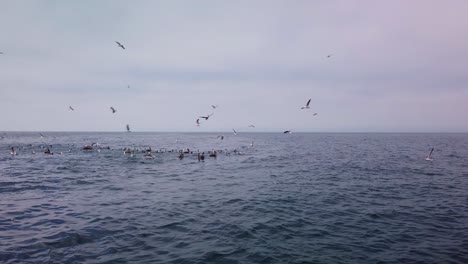 Wide-gimbal-shot-from-a-boat-in-the-open-ocean-of-seabirds-diving-for-fish-as-a-feeding-frenzy-develops-off-the-coast-of-California