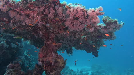 Umbrella-coral-capture.-Round-shot-underwater