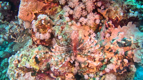 Ein-Feuerfisch,-Der-Auf-Dem-Korallenriff-Schläft
