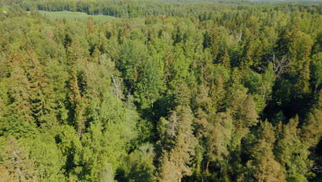 Grüne-Wälder-Lettlands-Im-Monat-Mai