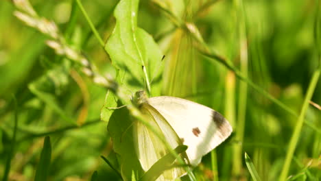 Small-cabbage-white-butterfly-sitting-on-grass-stem-under-bright-sunset-sunlight