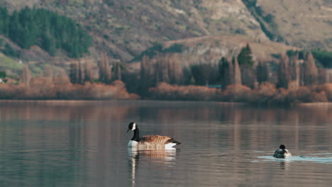 Canadian-Geese-Swims-In-The-Lake-Hayes-In-Queenstown,-New-Zealand