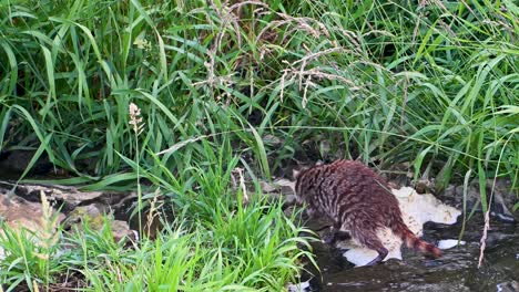 Raccoon-fishing-in-wetland-riverbank,-Ohio