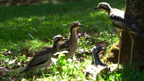 Close-up-shot-of-a-group-of-shy-ground-dwelling-bush-stone-curlew,-burhinus-grallarius-standing-on-open-grass-plain-under-the-shade,-bird-species-endemic-to-Australia