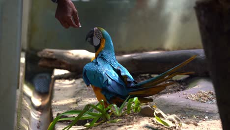 Animal-feeding-in-wildlife-zoo,-tourist-extend-its-arm-with-bird-feeds-on-the-palm,-feeding-exotic-bird-species,-blue-and-yellow-macaw,-ara-ararauna