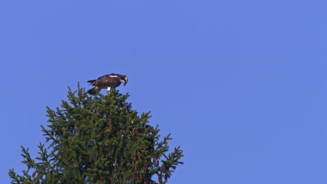 Young-osprey-spreading-it's-wings-on-top-of-a-spruce