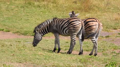 Ein-Paar-Zebras,-Die-Auf-Video-In-Freier-Wildbahn-Beim-Fressen-Auf-Der-Weide-In-Der-Afrikanischen-Savanne-Gefangen-Wurden