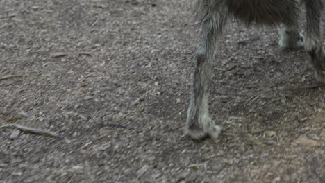close-up-from-the-back-of-a-gray-wolf-walking-on-a-rocky-path