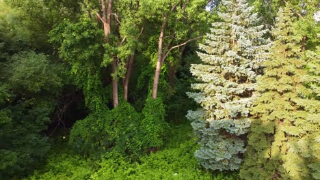 Caminando-Por-Un-Bosque-Salvaje-Densamente-Cubierto-De-Vegetación-Y-árboles-Cerca-De-Montreal,-Quebec,-Canadá