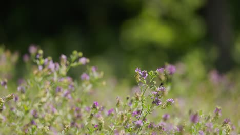 Schwarze-Biene-Fliegt-Herum-Und-Sitzt-Auf-Einer-Violetten-Blume,-Die-Sich-An-Einem-Windigen-Tag-Bewegt