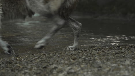 feet-of-a-gray-wolf-standing-next-to-a-waterfall-and-walking-into-water