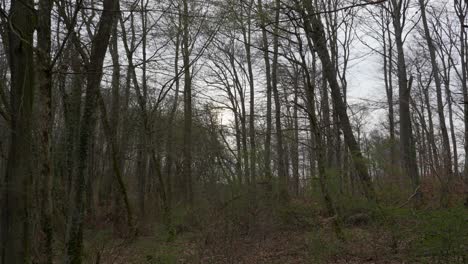 Rocking-static-view-of-forest-expanse-bare-leafless,-cloudy-overcast-day