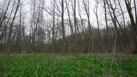 Leafless-trees-in-forest-with-thick-understory-of-wild-garlic-plants,-tilt-up-to-cloudy-sky
