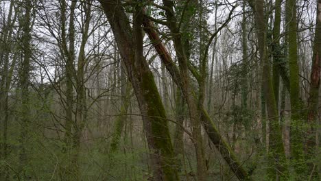 Mossy-forest-bent-trees-broken-down,-empty-cloudy-grey-sky