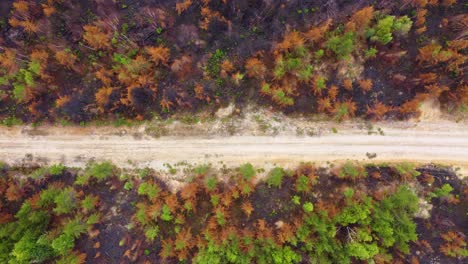 Overhead-View-Of-Empty-Dirt-Road-Amidst-Burned-Pine-Trees-During-Wildfire-Near-Lebel-sur-Quévillon,-Quebec-Canada