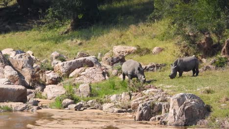 Pair-Of-Rhinos-Grazing-Beside-Large-Rocks-At-Kruger-National-Park-In-South-Africa