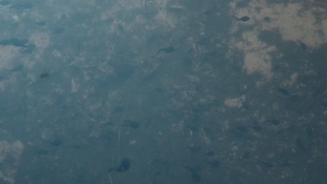 Tadpoles-swim-through-clear-water-bubbling-in-swarm,-dark-silhouettes