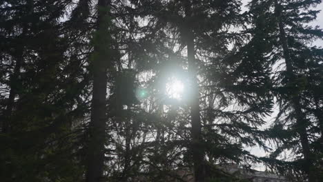 Sunlight-breaks-through-branches-of-lush-fir-trees-in-park