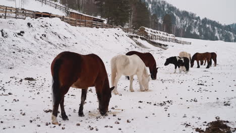 Brown-and-white-horses-graze-on-snowy-area-in-Gorny-Altai