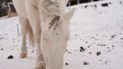 Weißes-Pferd-Mit-Flauschiger-Mähne-Sucht-Im-Verschneiten-Gebiet-Nach-Nahrung