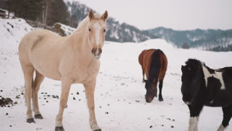 Herd-of-thoroughbred-horses-grazing-in-cold-snowy-highland