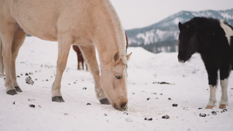 Domestic-horses-chew-and-eat-food-standing-on-snowy-ground