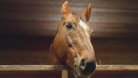 Bay-horse-with-white-spot-on-head-looks-out-of-wooden-stall