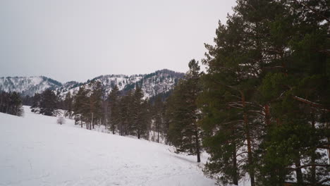Coniferous-trees-with-green-branches-grow-on-snowy-slopes