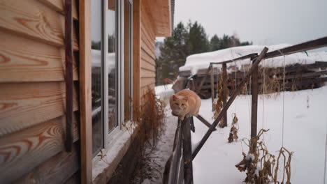 Lazy-red-cat-sits-on-old-wooden-fence-in-yard-on-winter-day