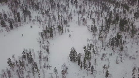 Fir-trees-grow-in-snowy-area-of-scenic-Gorny-Altai-region