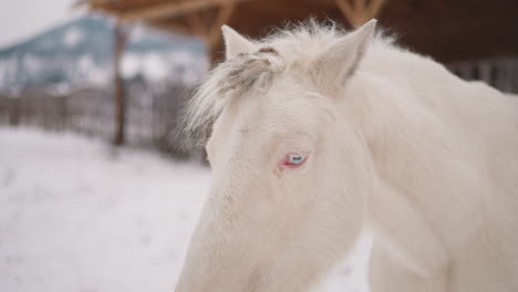 Graceful-white-horse-with-clear-blue-eyes-and-fluffy-mane