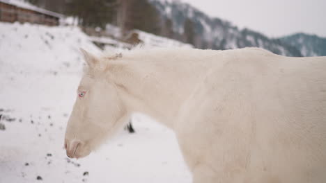 Weißes-Pferd-Mit-Flauschiger-Mähne-Grast-Im-Winter-Im-Hochland