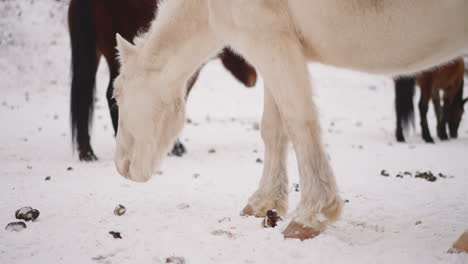Pferd-Mit-Nase-Im-Schnee-Kaut-Futter-Und-Dreht-Den-Kopf-Zur-Kamera
