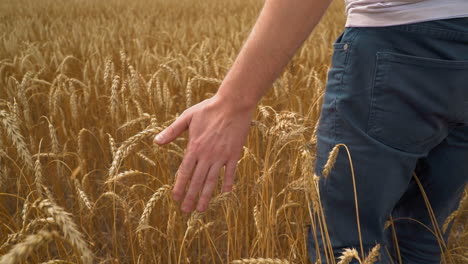 Farmer-strokes-ripe-golden-wheat-spikes-walking-across-field