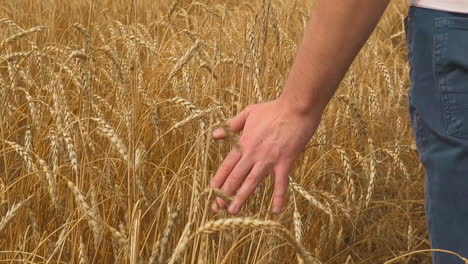 Man-hand-touches-ripe-rye-spikes-walking-across-farm-field