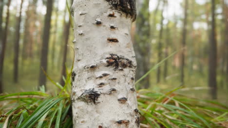 Birch-with-smooth-white-bark-and-black-lenticels-in-forest