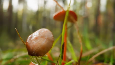 Large-drop-of-water-drips-from-sunlit-mushroom-in-forest