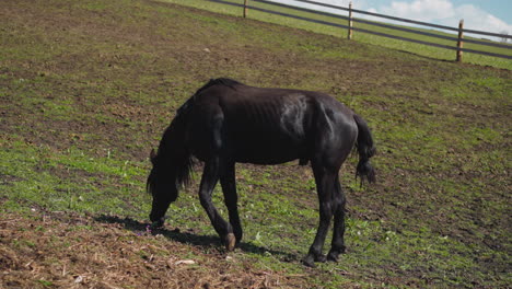 Black-stallion-with-shiny-fur-seeks-juicy-grass-on-field