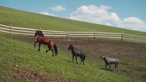 Thoroughbred-horses-run-along-large-paddock-on-green-hill