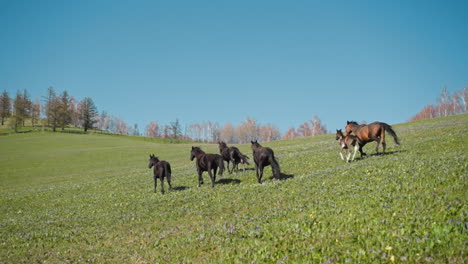 Brown-horses-with-colts-run-together-along-field-on-hills