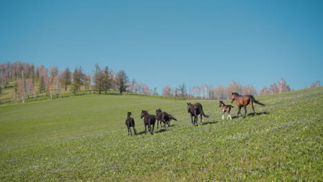 Free-roaming-horses-and-colts-run-along-field-on-hills