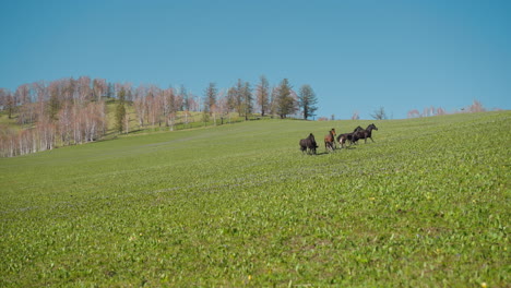 Female-horses-with-colts-herd-run-and-separates-on-meadow