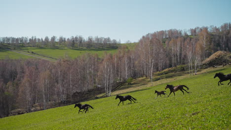 Reinrassige-Pferde-Mit-Hengstfohlen-Laufen-über-Das-Feld-In-Der-Nähe-Des-Birkenwaldes
