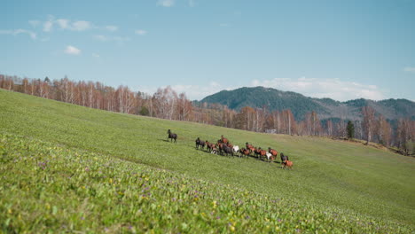 Horses-with-foals-graze-on-hilly-meadow-against-mountains