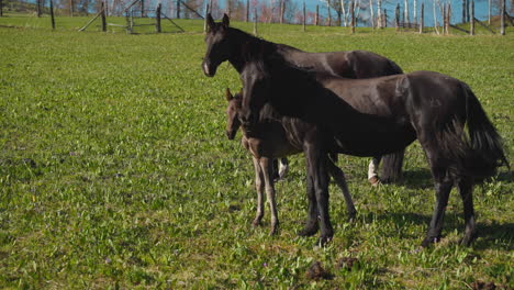 Adorable-colt-with-elegant-black-parents-stands-on-meadow