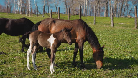 Long-legged-foal-shakes-head-standing-by-mother-eating-grass