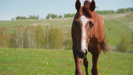Curious-horse-with-white-blaze-comes-to-camera-on-pasture