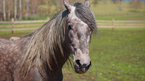 Dapple-gray-horse-with-mane-waved-by-wind-stands-on-field