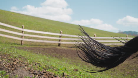 Young-bay-stallion-runs-along-wet-dirt-with-grass-at-paddock