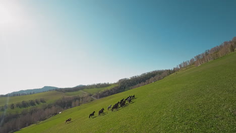 Horses-herd-with-foals-gallops-uphill-against-bare-forest